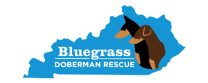 Doberman rescue Louisville kentucky