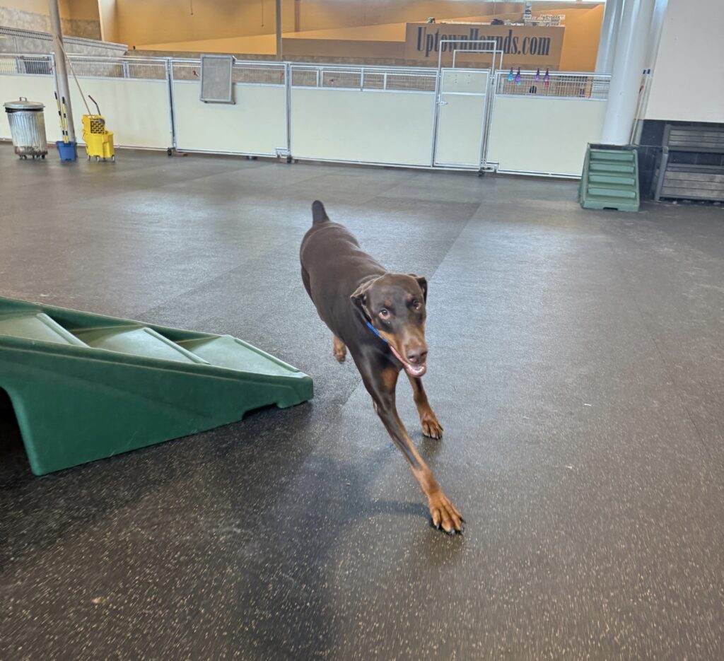 zia - Bluegrass Doberman Rescue