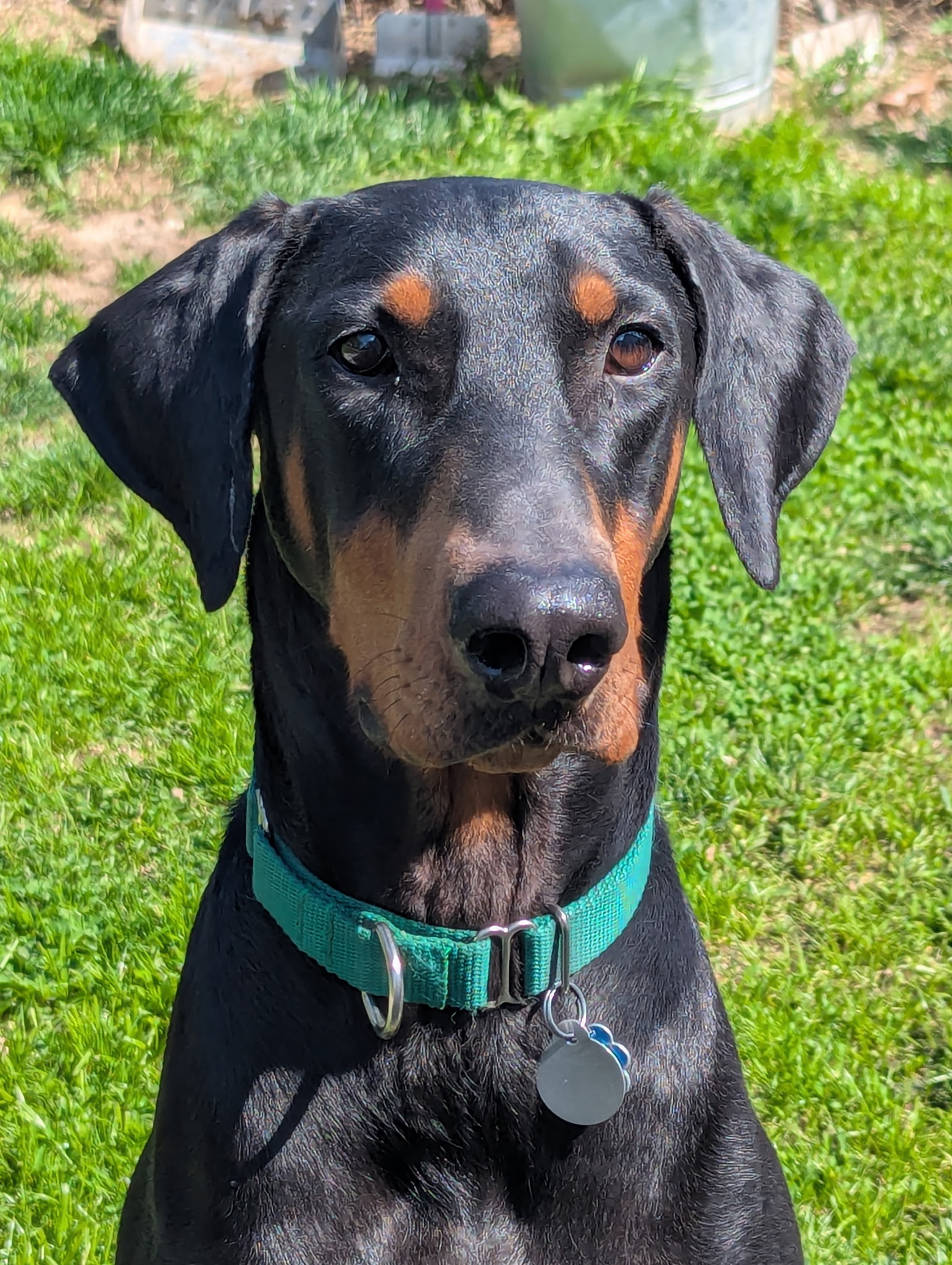 Adoptable Dogs - Bluegrass Doberman Rescue