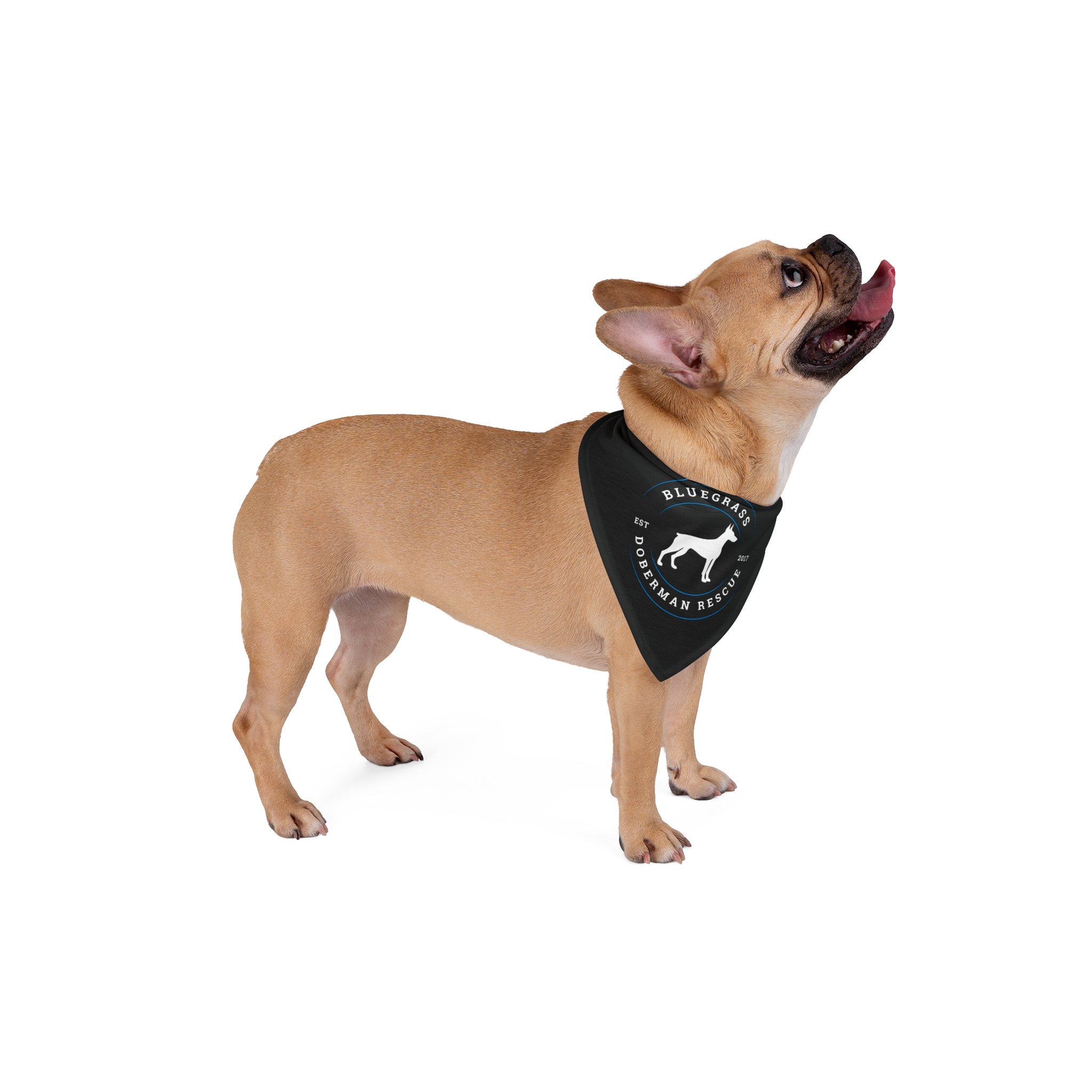 Pet Bandana - Image 4