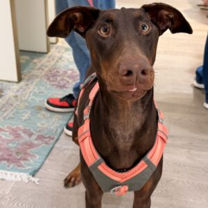 Maggie