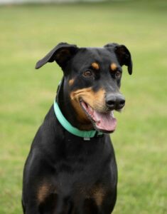 Stella