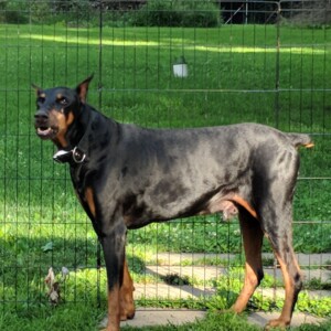 Maker:0x4c,Date:2017-12-13,Ver:4,Lens:Kan03,Act:Lar01,E-Y