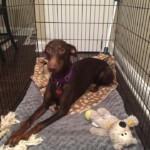 Tinkerbell Tinkerbell