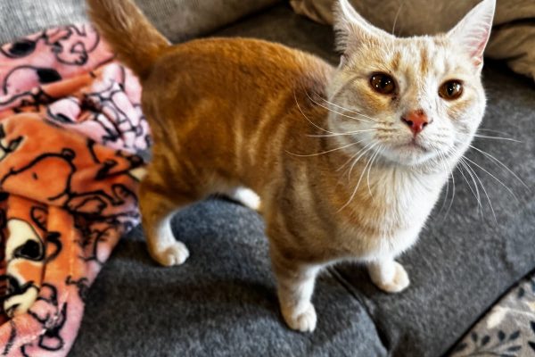 nacho